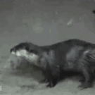 Dancing otter