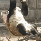 Panda - What have I done?