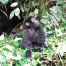 Baby gorilla chest pound fail