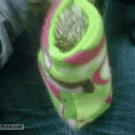 Hedgehog plays peekaboo