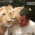 Guy getting some love from lions
