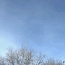 Golden eagle snatches kid