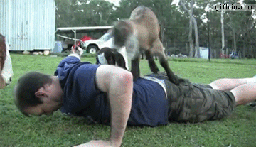 Baby goat push-ups