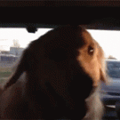 Goldern Retriever vs. rear windshield wiper