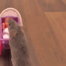 Mouse pushes doll stroller