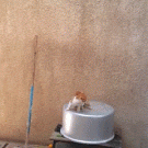 Kitten jumps after mama