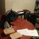 Cat gets in plastic bag