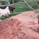 Goat jumps off cliff