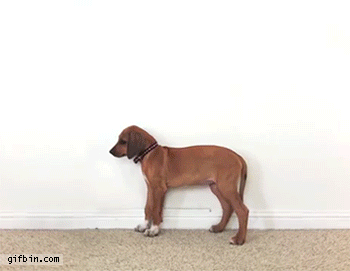 1418233565_dog_growing_in_timelapse_rhodesian_ridgeback_from_2_months_to_3_years.gif