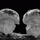 Mushrooms growing in time-lapse