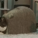 Cat invades Maru's personal space