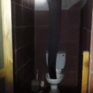 Elephant drinks toilet water