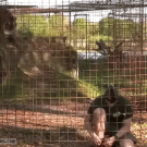 Tiger sneaks up on guy