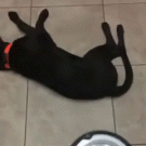 Dog isn't bothered by roomba