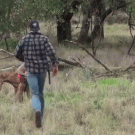 Man punches kangaroo