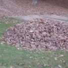 Leaf blower gets a surprise