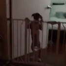 Puppy tries to get over dog gate