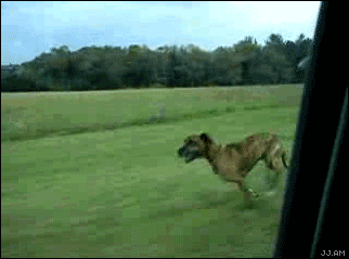 1234529240_dog_jumps_out_of_moving_car.gif