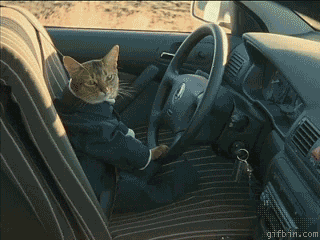 1237576242_bjork-cat-driver.gif