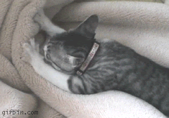[Image: 1237811976_kitty-massage.gif]
