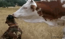 Cow licking dog