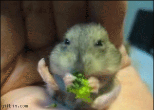 1238065319_hamster_eating_broccoli.gif
