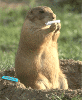 Gopher makes a joint