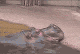 Hippo eats pumpkins