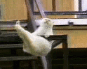 Gato fazendo a dança do equilíbrio