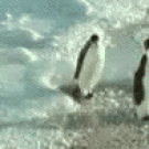 Penguin slap