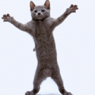 Dancing cat