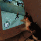 Cat playing GTA