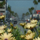 Time lapse city flowers