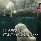 Polar bear scare