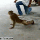 Monkey doing pushups