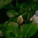 Time-lapse flower blooming