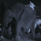 Elephant attacked by lions