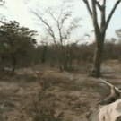 Hunter shoots lion in the last moment