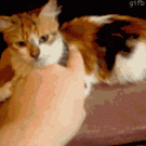 Cat bites guy's finger