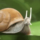 Snail transformer takes off