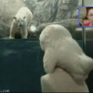 Polar bear attack