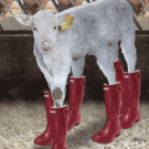 The six legged lamb in rubber boots