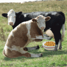 Cow milking cow