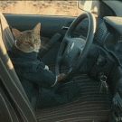 Bjork's cat driver