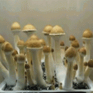 Time lapse mushrooms growing