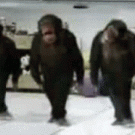 Dancing chimps