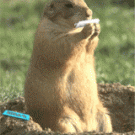 Gopher makes a joint