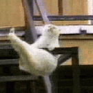 Cat doing the balance dance
