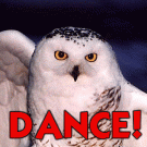 Dance owl