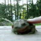 Ticklish toad
